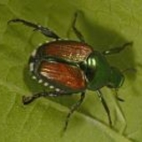 Japanese Beetle